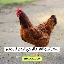 سعر كيلو الفراخ البيضاء اليوم فى مصر