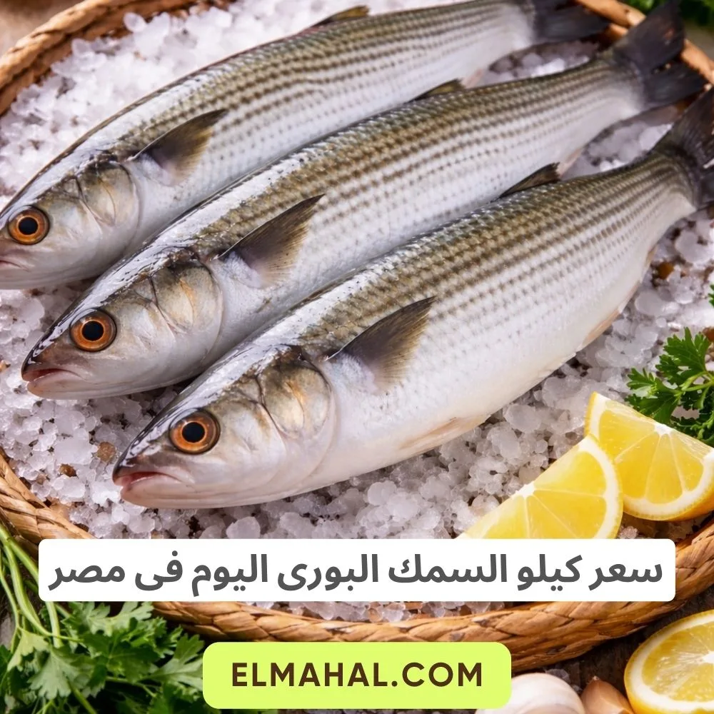 سعر كيلو السمك البورى اليوم فى مصر